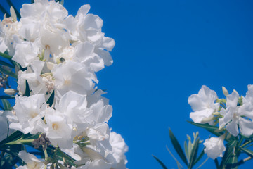 Flores blancas en la cima de una planta