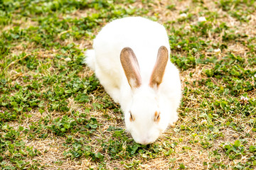 Cute little white rabbit (Oryctolagus cuniculus) sitting on the green grass