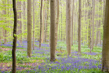 Bluebells carpet on the springtime forest floor