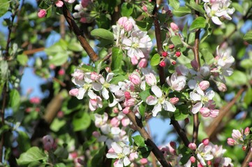 Яблоня в цвету. 