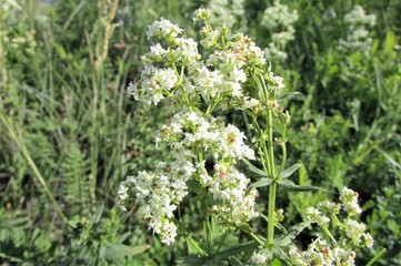 Луговые цветы.