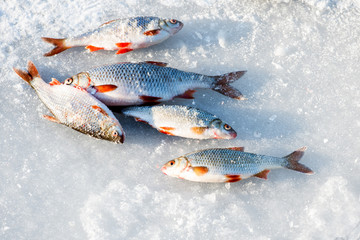 Fished fish lying on the ice of the lake