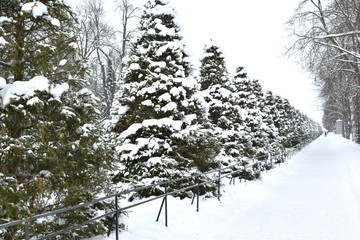 snow covered trees
