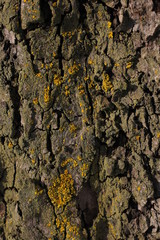texture of wood