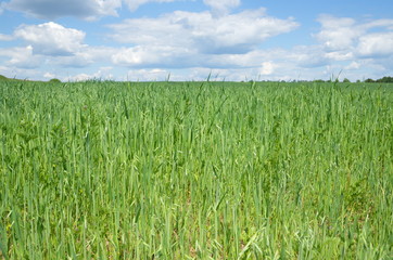 Green oat field on a Sunny summer day