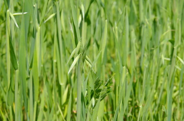 Growing green oats on the field