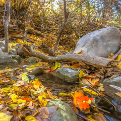 Rocky stream with fallen leaves in Salt Lake City