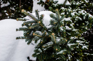 Branches of a Christmas tree covered with snow. Snow on conifer