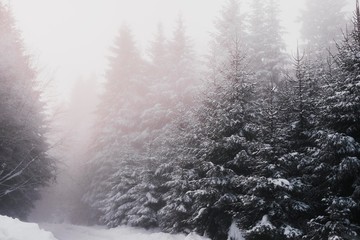 mountain pine trees covered with snow. mountain forest fog.