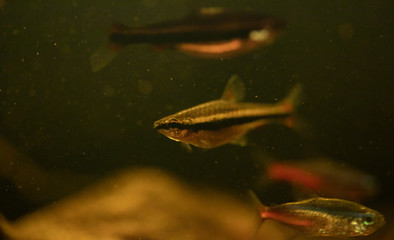 Close up image of a pencil fish in a black water aquarium