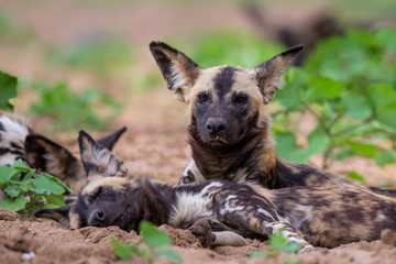 Wild dog resting in the dry riverbed of the Mkuze river in Zimanga game reserve in South Africa