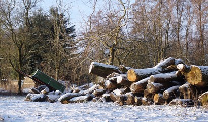 trees,wood,Wintersnow, forest, landscape, nature, tree, trees, cold, mountain, sky, white, frost, blue, river, season, ice, mountains, woods, pine, autumn, frozen