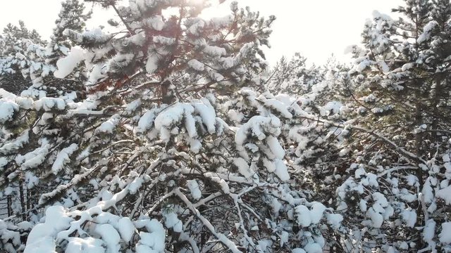 Aerial drone view of white spruces and fir trees glowing by sunlight, picturesque and gorgeous wintry frozen forest scene