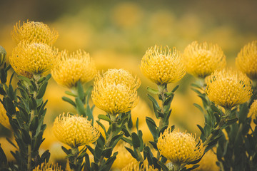 Close up image of bright yellow pincushion proteas in the western cape fynbos floral kingdom in south africa