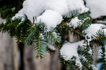 The branches of spruce close-up covered with snow and ice. Branches of trees covered with snow in the winter natural spruce.