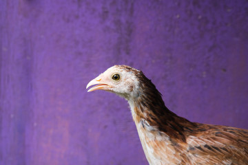 Hen inside a chicken coop.