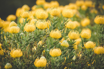 Close up image of bright yellow pincushion proteas in the western cape fynbos floral kingdom in...