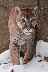 The cougar  is approaching, it goes full face, a powerful animal goes forward, against the background of rocks and snow.