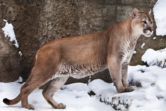 strong body of a big cat Cougar in profile, against a background of rocks and snow, view of the beast from the side.