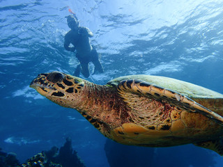 A tourist swimming with a turtle in a reef in Maldives