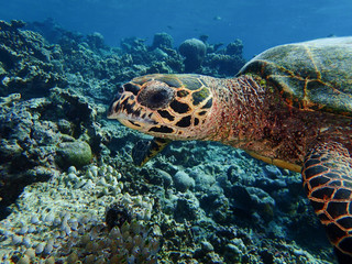 Foreground of a beautiful wild turtle in a reef in Maldives