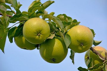 Ripe green apples are hanging on a tree branch in an orchard. Useful and tasty fruits for juice and food.