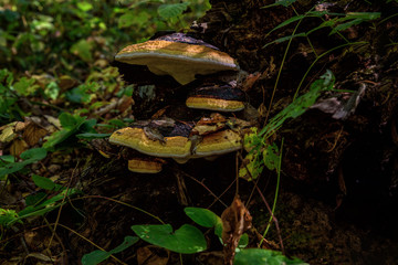 Mushrooms in Moscow region