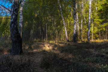 wood in Moscow region