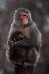 An unhappy , preoccupied mother of a Japanese macaque with a baby in winter, fluffy fur, red face.