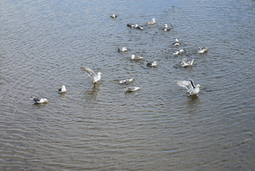 海鳥　素材