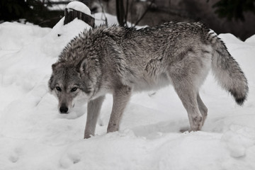 The she-wolf looks angrily, the fur is disheveled Wolves in the snow in winter.