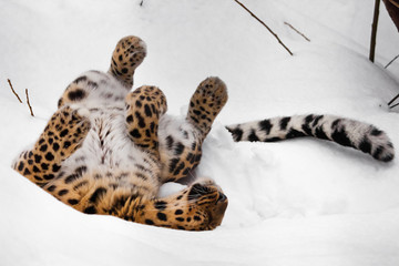 Amur leopard  plays in the snow. big wild cat playing.