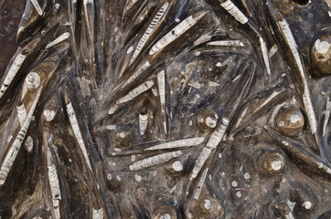 Amazing composition of prehistoric sea life fossil. Orthoceras Archiectural slab