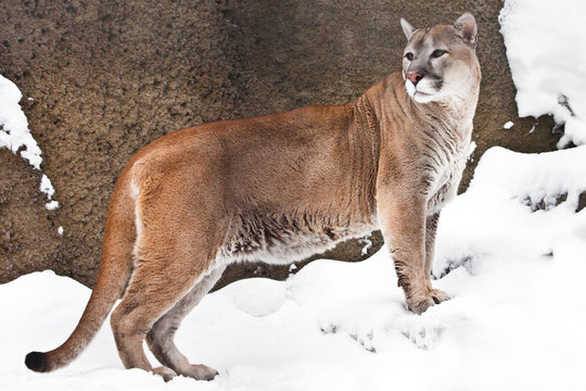 strong body of a big cat Cougar in profile, against a background of rocks and snow, view of the beast from the side.