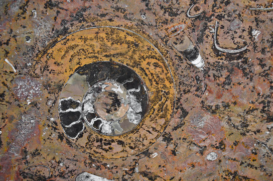Petrified fossil shell of goniatites, ammonites and orthoceras in polished stone