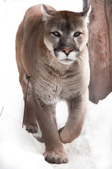 big cat puma on a snowy background. Predatory cougar comes to you close up.