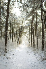Path in a winter forest. Copy space.