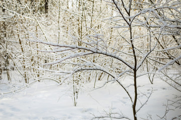 A branch of a tree covered in snow.