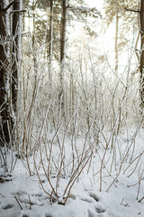 Snow forest