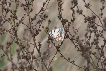 Closup of a Brown and White Butterfly, on a sprig in the bushes, autumn