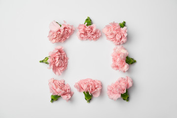 Flat lay of carnations flowers in square arranging on white background