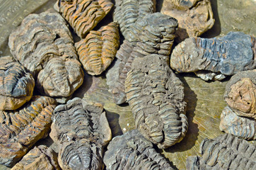 Trilobite fossils collection as nice natural background © johndory