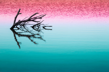 Dry trees submerged in the lake in a colorful trendy color, pink and light blue duotone background....