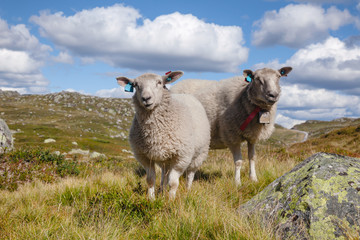 Fototapeta premium Rree range sheep grazing on a mountain slope in Norway