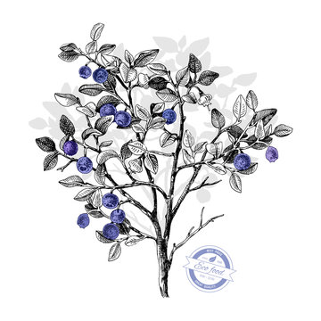 Hand drawn bilberry bush