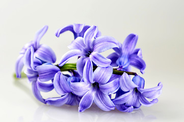 Hyacinth on light background