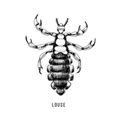 Hand drawn louse