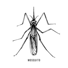 Hand drawn mosquito