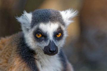 Katta