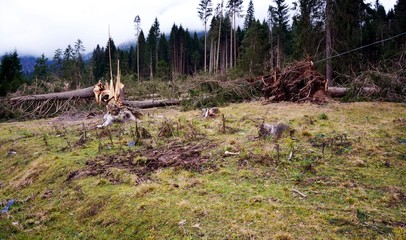Landslide, whirlwind, tornado, twister, damaged forests in Dolomiti mountains, in Veneto, Cadore,...